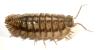 Armadillidium nasatum